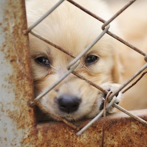 Umut verici haber: Hayvanlar koruma altına alınıyor!