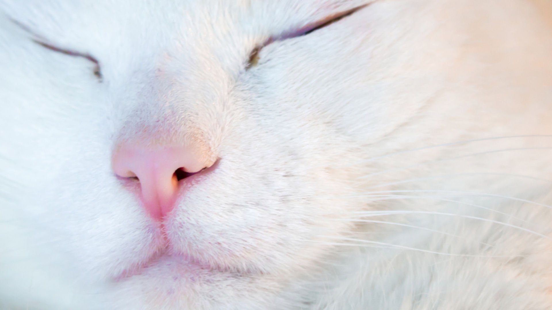 Аватарка нос кота закрытыми глазами белый