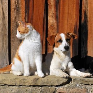 Sokak hayvanlarını korumanın 7 yolu