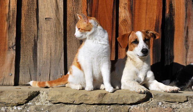 Sokak hayvanları için neler yapabiliriz?