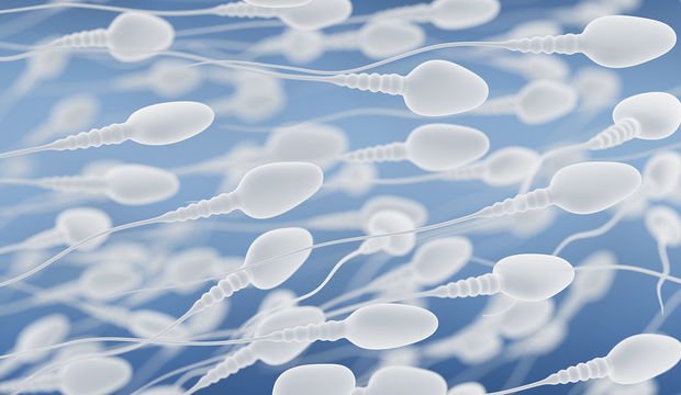 Sperm mıknatısı nedir?