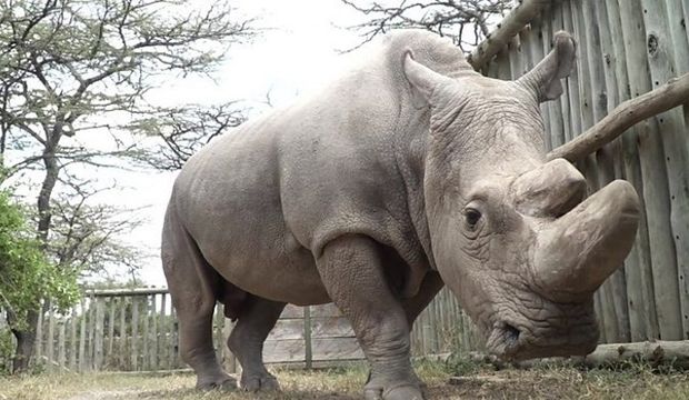 Son erkek beyaz gergedanı Sudan öldü