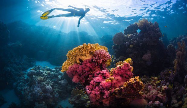 Hawaii mercan resiflerini koruyor