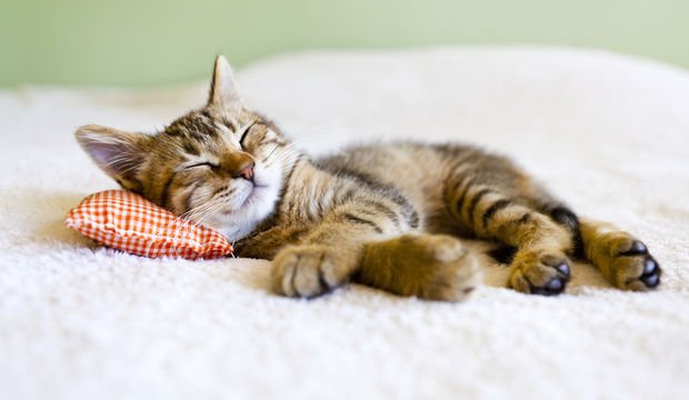 Uyku, uykusuzluk ve sirkadiyen ritim bozukluğu