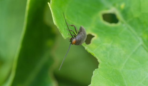 Hamam böceği sütü