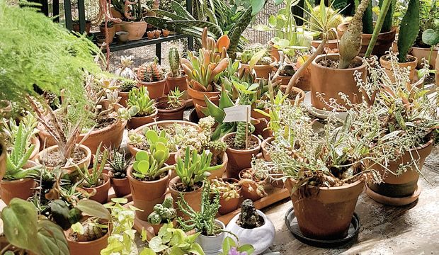 ‘Biz bitkisiz yaşayamayız ama onlar bizsiz yaşar’