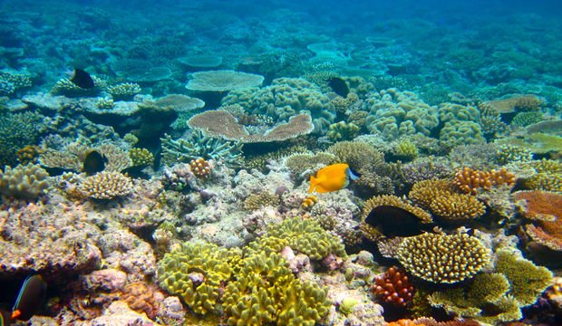 Okyanus asitlenmesinin deniz yaşamına olan etkileri