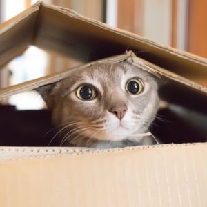 Yeni Zelanda'da kedi beslemek artık...