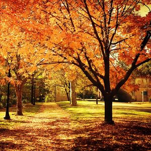 Derdi nedir bu sonbaharın?