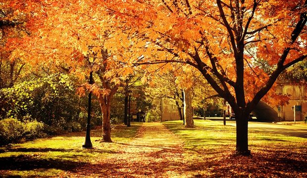 Derdi nedir bu sonbaharın?