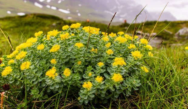 Rhodiola nedir?