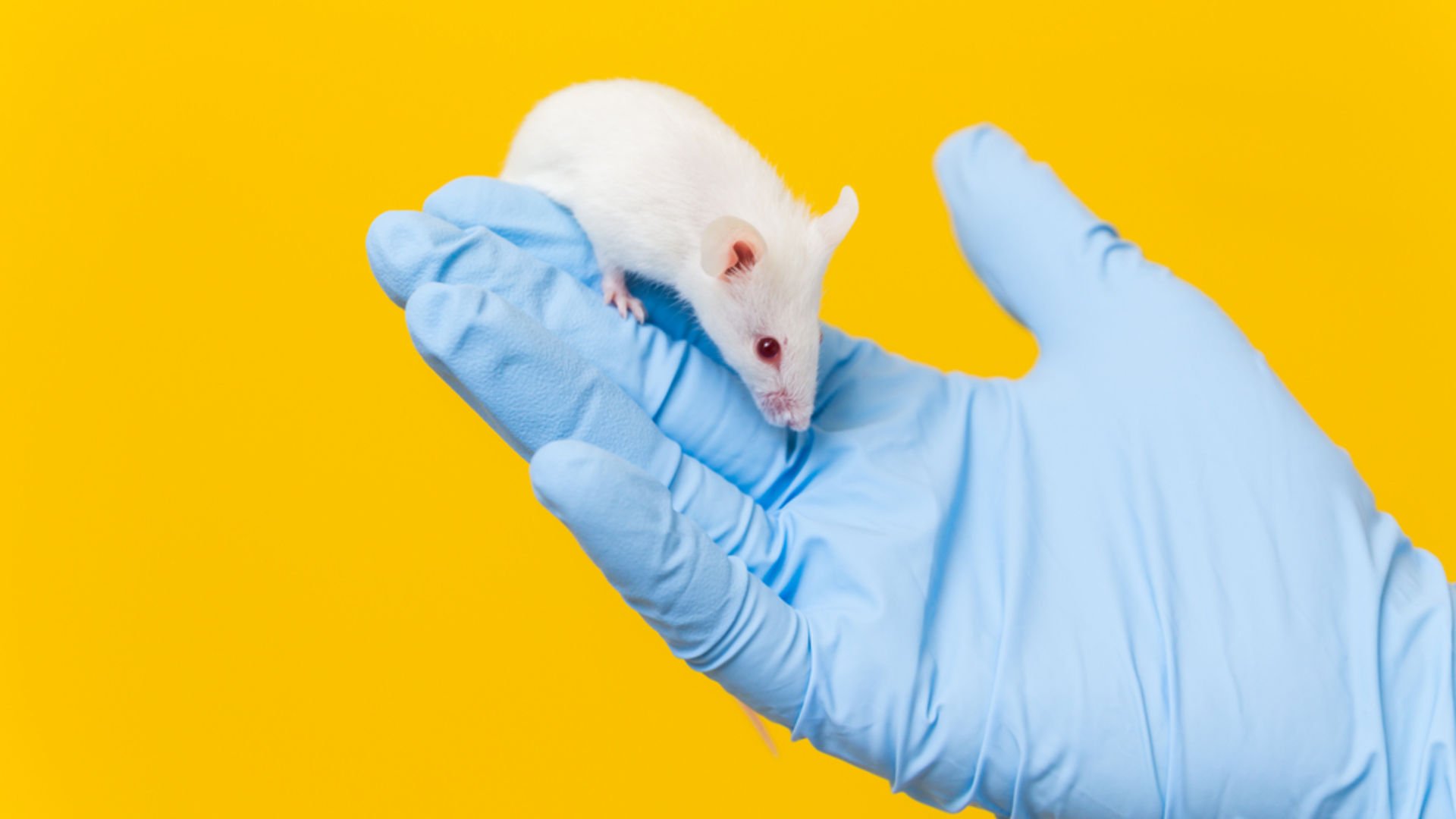 Лабораторная мышь (mus musculus). Ученые омолодили мышей. Омоложение мышей. Омоложение мышей Гарвадр.