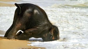 Hayvanlar pazartesi sendromu yaşarsa...