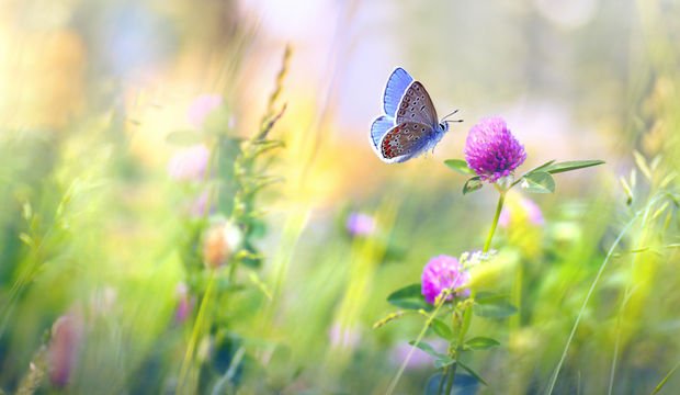 21 Mart İlkbahar Ekinoksu nasıl kutlanır?