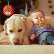 Evcil hayvanlar bebeklerin mikrobiyomuna faydalı