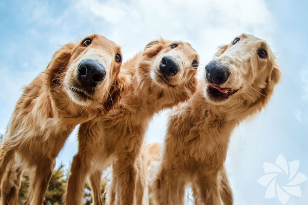 'Yılın Köpek Fotoğrafçısı Yarışması' 2019'un kazananları ...