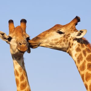 Bağlanma tarzınız ilişkilerinizi etkiliyor