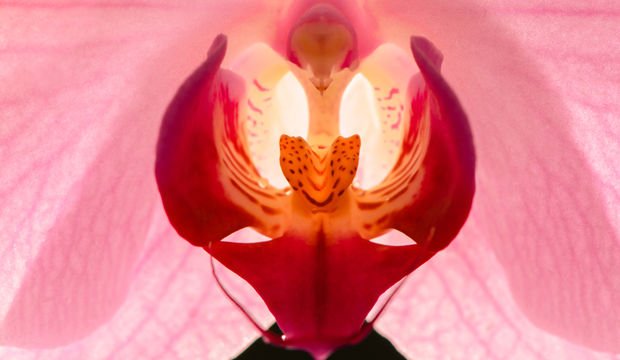 Adet döngüsü ve vajinal mantar enfeksiyonları