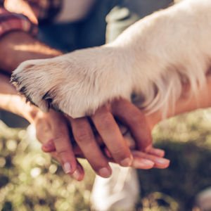 Hayvanlara neden yakınlık duyarız?