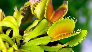 Evde yetişebilen etobur bitki çeşitleri