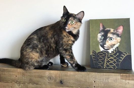 Bu hayvanların asil portlerine bayılacaksınız!