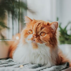 Kedinize mama dışında verebileceğiniz yiyecekler