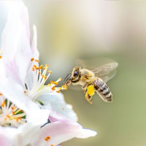 Arılar hakkında hiç bilmediğiniz 14 bilgi