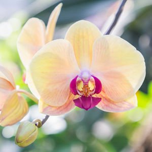 Genital bölgenizdeki sinsi tehlike: HPV