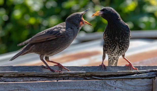 Sürekli açlık hissiyle nasıl baş edilir?