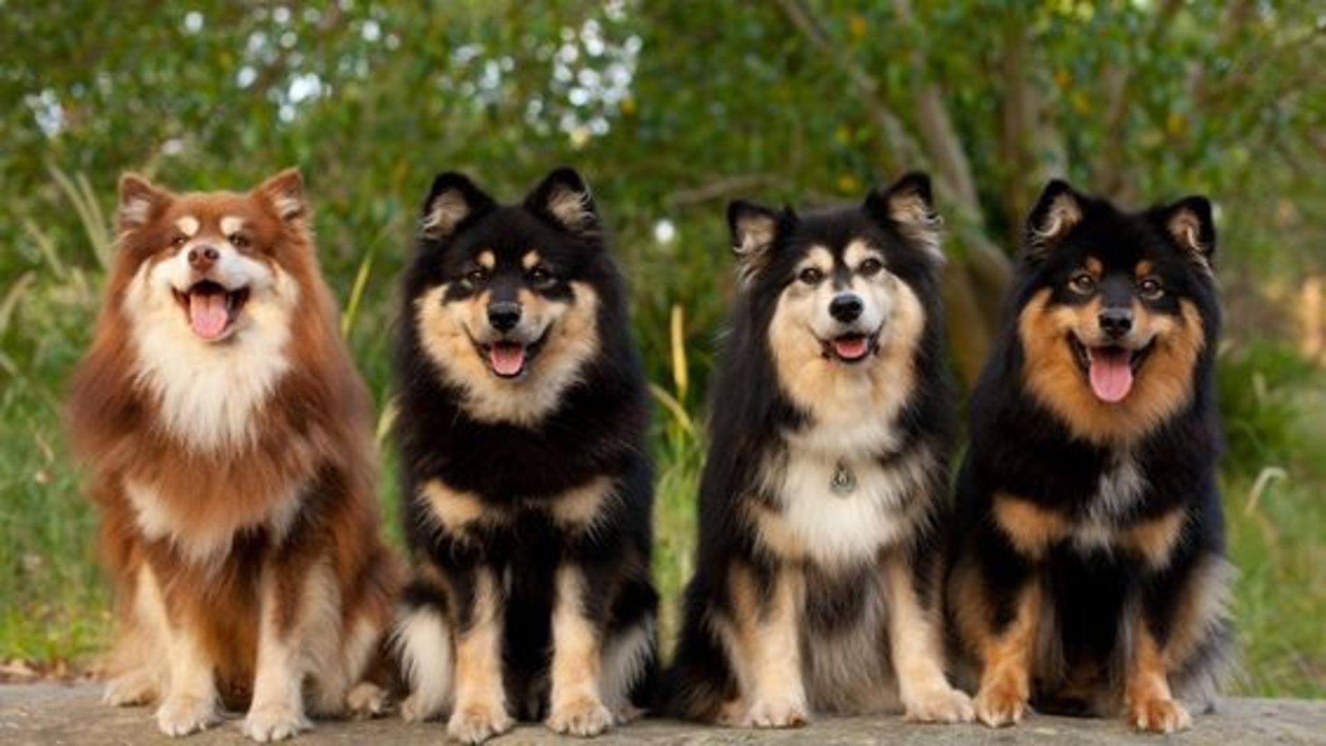 Köpek cinsleri adları ve köpek cinslerinin özellikleri nelerdir? Yaşam