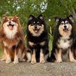 Köpek cinsleri ve özellikleri