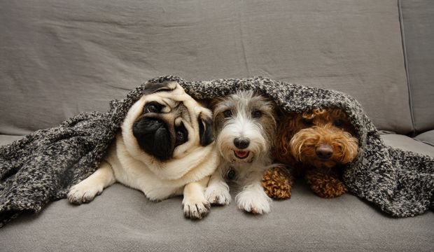 Köpek cins özellikleri