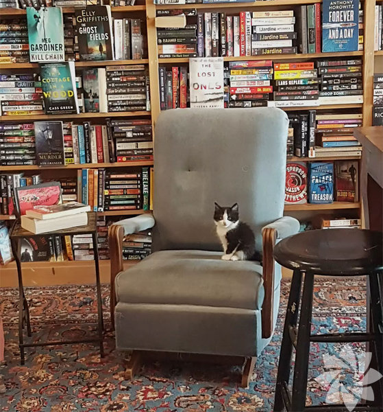 Kedi sahiplendiren kitapçı Yaşam