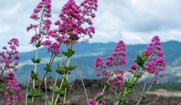 Kedi otu nedir? Kedi otu nasıl kullanılır?