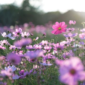 Şehre bahar geliyor