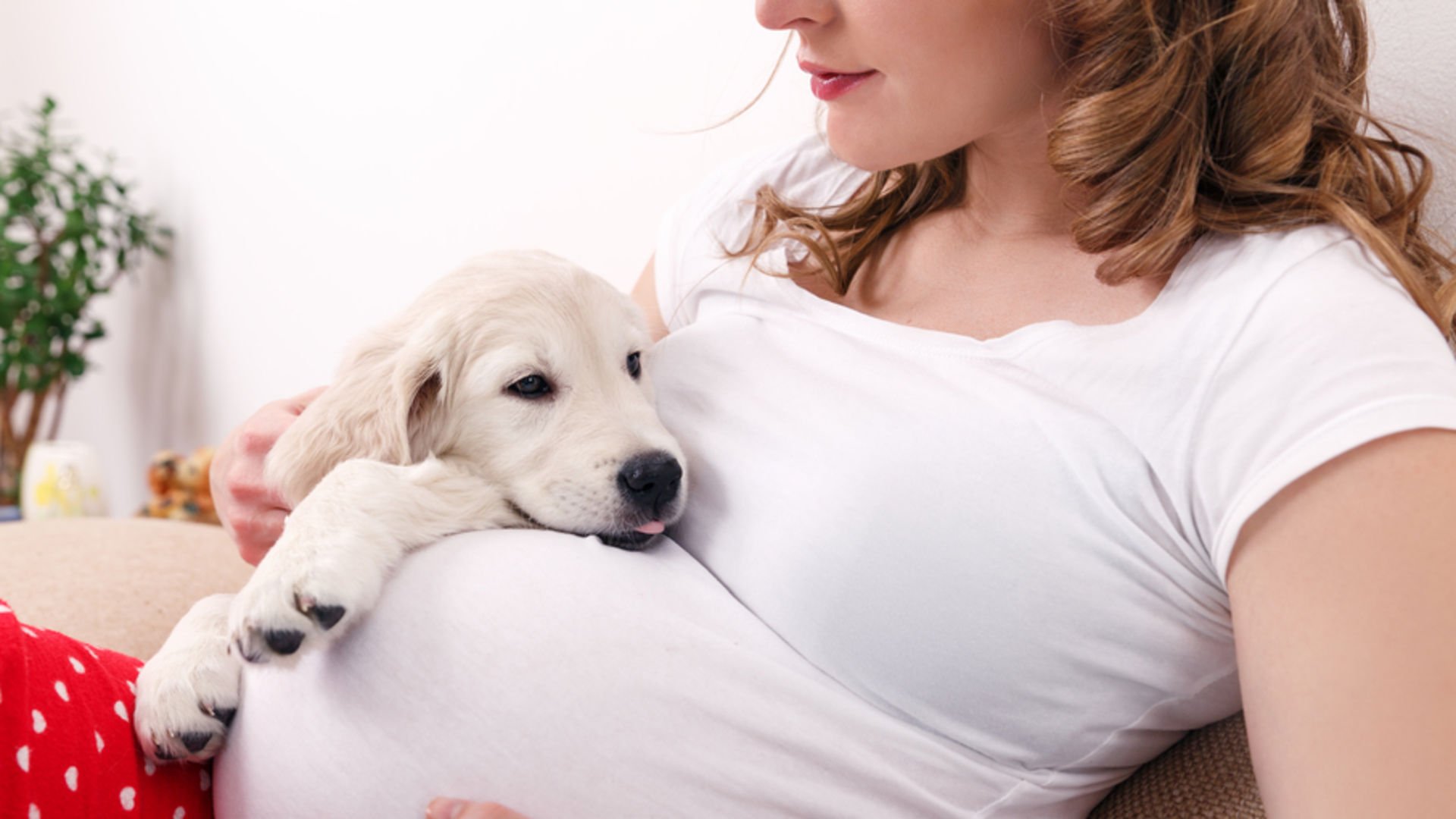 Köpekler hamileliği hisseder mi? | Hamilelik