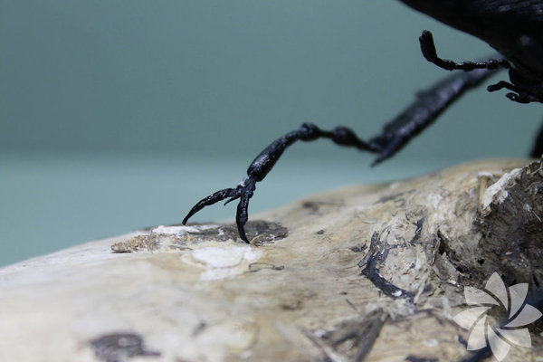 Kağıttan hayvanlara... | Yaşam