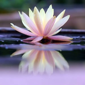 Lotus 