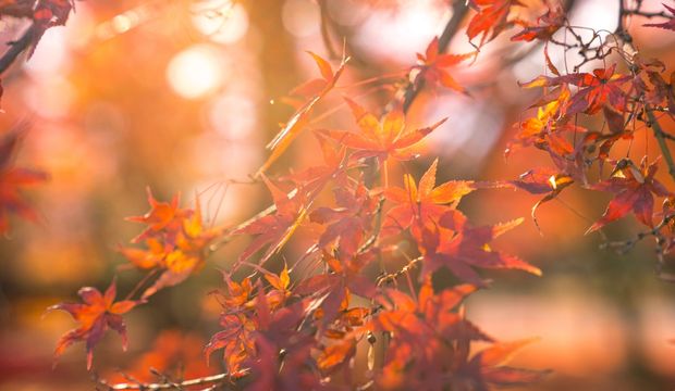 Eylül temalı sonbahar şarkıları