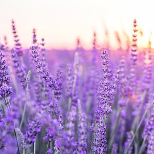 Lavanta kokulu köyün kadın muhtarı 