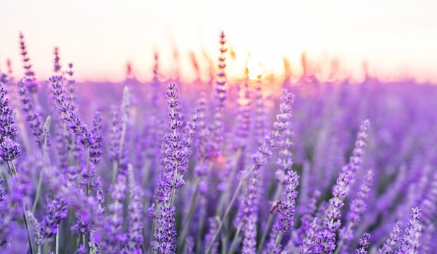 Müsellim’in kadın muhtarı