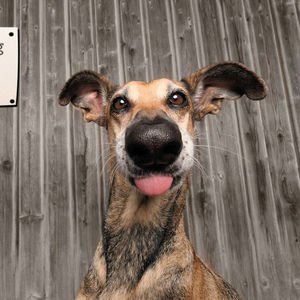 Evcil Hayvan Fotoğraf Ödülleri 2020 