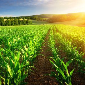 Tarım kooperatifi kuran kentli kadınlar