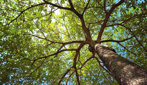 Fonksiyonel tıp nedir?