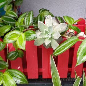 Terastaki bitkileri kardan nasıl korumalı?