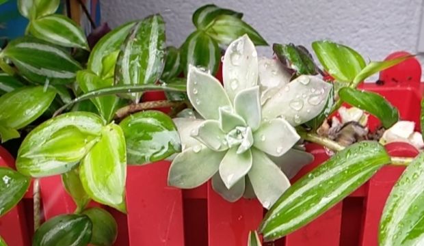 Terastaki bitkileri kardan nasıl korumalı?