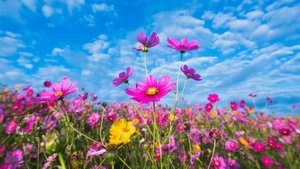 Çiçek falı nedir, nasıl bakılır?