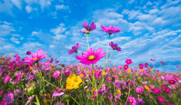 Çiçek falı nasıl bakılır?