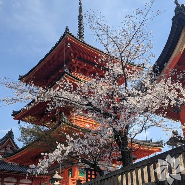 Sakura yüzme kulübü ücretsiz indir