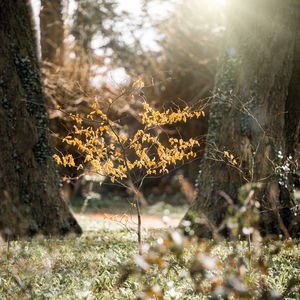 What is a death doula?